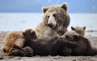 Фотовыставка «Дикая природа России — 2013» вновь в Севастополе