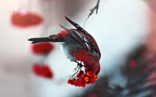 Фотовыставка «Дикая природа России — 2013» вновь в Севастополе