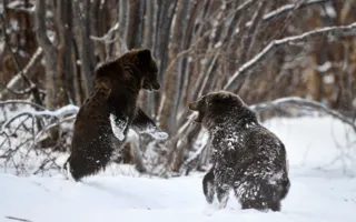 Фотовыставка «Дикая природа России — 2013» вновь в Севастополе
