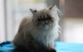 ​Открытие выставки кошек «Кубок Херсонеса — 2014»