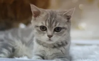 ​Открытие выставки кошек «Кубок Херсонеса — 2014»