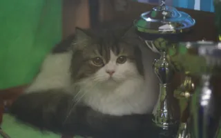 ​Открытие выставки кошек «Кубок Херсонеса — 2014»