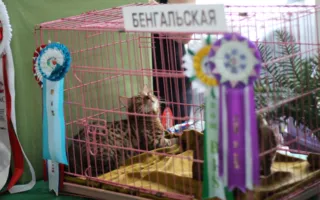 ​Открытие выставки кошек «Кубок Херсонеса — 2014»