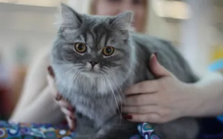 ​Открытие выставки кошек «Кубок Херсонеса — 2014»
