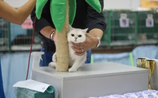 В Севастополе завершилась выставка кошек «Кубок Херсонеса — 2014»