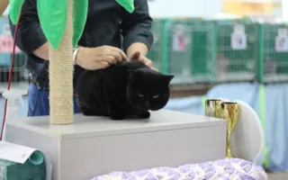 В Севастополе завершилась выставка кошек «Кубок Херсонеса — 2014»
