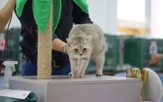 В Севастополе завершилась выставка кошек «Кубок Херсонеса — 2014»