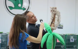 В Севастополе завершилась выставка кошек «Кубок Херсонеса — 2014»