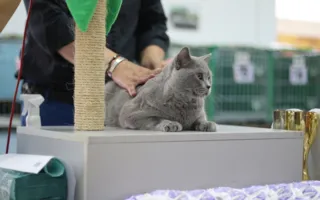 В Севастополе завершилась выставка кошек «Кубок Херсонеса — 2014»