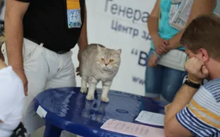 В Севастополе завершилась выставка кошек «Кубок Херсонеса — 2014»