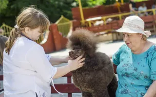 В Севастополе за медали и кубки боролись «лучшие друзья человека»