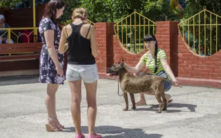 В Севастополе за медали и кубки боролись «лучшие друзья человека»