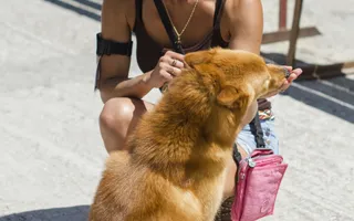В Севастополе за медали и кубки боролись «лучшие друзья человека»