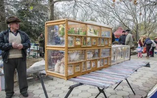 В «Лукоморье» состоялась выставка пернатых