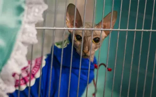 Прошла «мурлыкающая» выставка «Валентинка для кота»