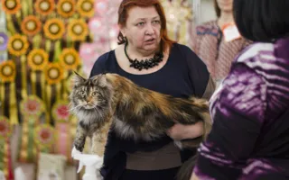 Прошла «мурлыкающая» выставка «Валентинка для кота»