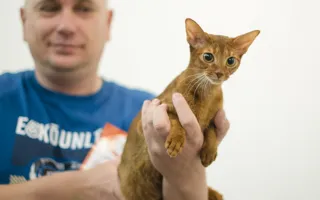 Прошла «мурлыкающая» выставка «Валентинка для кота»