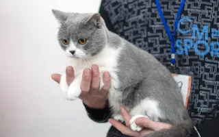Прошла «мурлыкающая» выставка «Валентинка для кота»