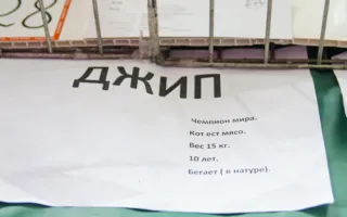 День кошек в Севастополе отметили «хвостатой» выставкой