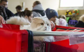 День кошек в Севастополе отметили «хвостатой» выставкой