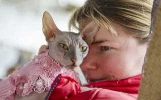 День кошек в Севастополе отметили «хвостатой» выставкой