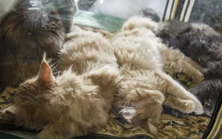 День кошек в Севастополе отметили «хвостатой» выставкой