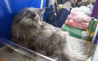День кошек в Севастополе отметили «хвостатой» выставкой