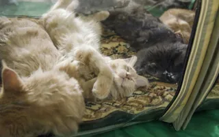 День кошек в Севастополе отметили «хвостатой» выставкой