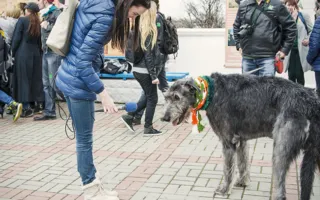 В Севастополе в День Святого Патрика состоялся «зелёный» парад