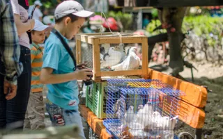 В «Лукоморье» прошла выставка «Голубь — птица мира»