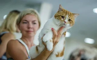В Севастополе состоялась международная выставка кошек