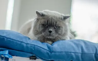 В Севастополе состоялась международная выставка кошек
