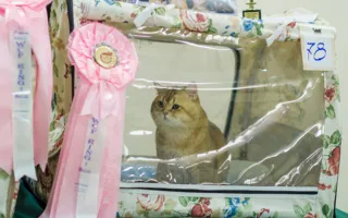 В Севастополе состоялась международная выставка кошек