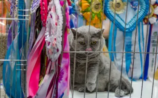 В Севастополе состоялась международная выставка кошек