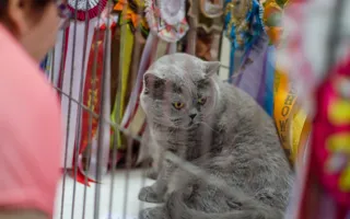 В Севастополе состоялась международная выставка кошек
