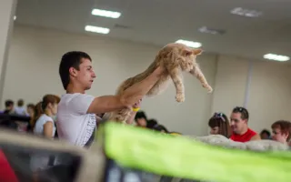 В Севастополе состоялась международная выставка кошек