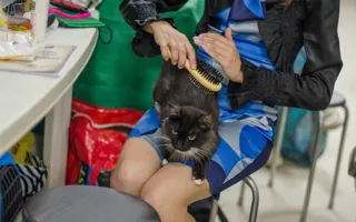В Севастополе состоялась международная выставка кошек
