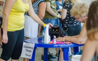 В Севастополе состоялась международная выставка кошек