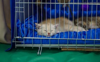 В Севастополе состоялась международная выставка кошек