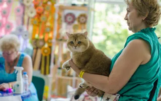 В Севастополе состоялась международная выставка кошек