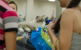 В Севастополе состоялась международная выставка кошек