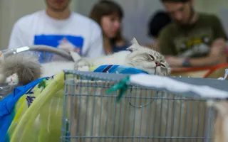 В Севастополе состоялась международная выставка кошек