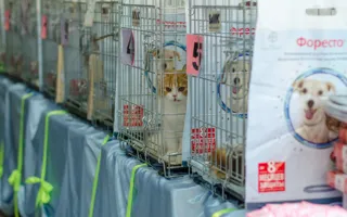 В Севастополе состоялась международная выставка кошек