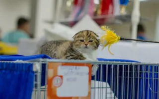 В Севастополе состоялась международная выставка кошек