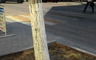 В Севастополе трёхминутная прогулка по центру выявила его неухоженность