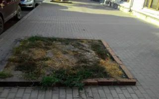 В Севастополе трёхминутная прогулка по центру выявила его неухоженность