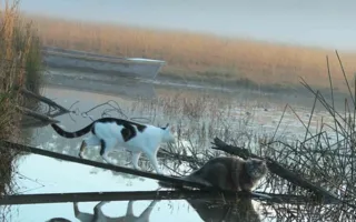 Жизнь путешественников из семейства кошачьих. Фотоподборка