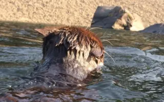 Жизнь путешественников из семейства кошачьих. Фотоподборка
