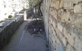 Упавшее сухое дерево на улице Адмирала Октябрьского не убирают