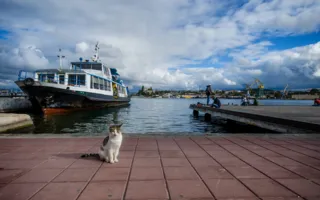 Севастополь — город моряков, рыбаков и... кошек